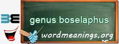 WordMeaning blackboard for genus boselaphus